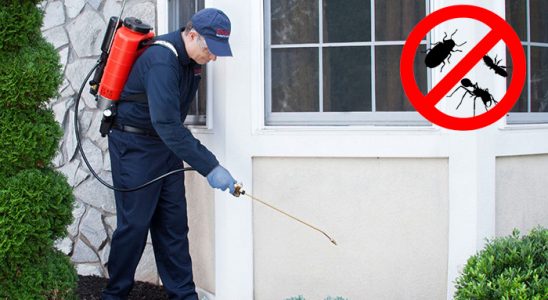 Küre Böcek ve Haşere İlaçlama böcek ilaçlama ve haşere kontrolü — ilaclama-tr.com